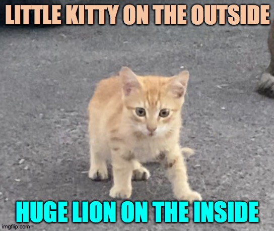 Lion in training | LITTLE KITTY ON THE OUTSIDE; HUGE LION ON THE INSIDE | image tagged in yellow fellow,brave,kitten,alpha,claws,love | made w/ Imgflip meme maker