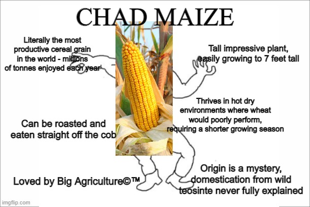 CHAD MAIZE; Literally the most productive cereal grain in the world - millions of tonnes enjoyed each year; Tall impressive plant, easily growing to 7 feet tall; Thrives in hot dry environments where wheat would poorly perform, requiring a shorter growing season; Can be roasted and eaten straight off the cob; Origin is a mystery, domestication from wild teosinte never fully explained; Loved by Big Agriculture©™ | image tagged in virgin vs chad | made w/ Imgflip meme maker