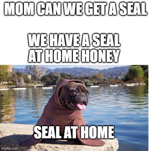 Seal Dog Meme | MOM CAN WE GET A SEAL; WE HAVE A SEAL AT HOME HONEY; SEAL AT HOME | image tagged in seal memes,dog memes,mom memes | made w/ Imgflip meme maker