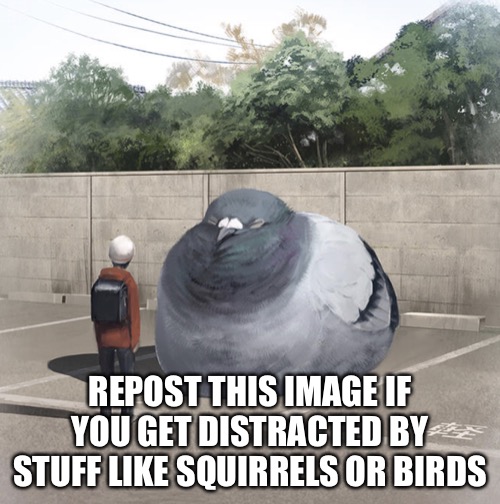 Beeg Birb | REPOST THIS IMAGE IF YOU GET DISTRACTED BY STUFF LIKE SQUIRRELS OR BIRDS | image tagged in beeg birb | made w/ Imgflip meme maker
