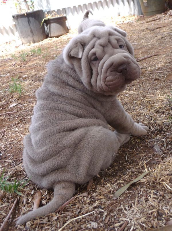 High Quality Shar Pei Blank Meme Template