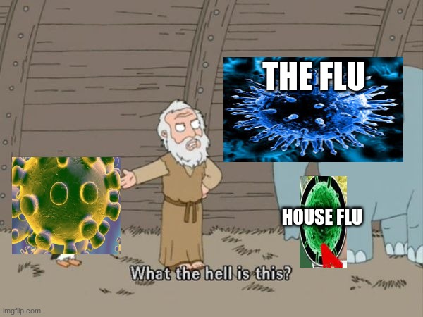 What the hell is this? | THE FLU; HOUSE FLU | image tagged in what the hell is this | made w/ Imgflip meme maker