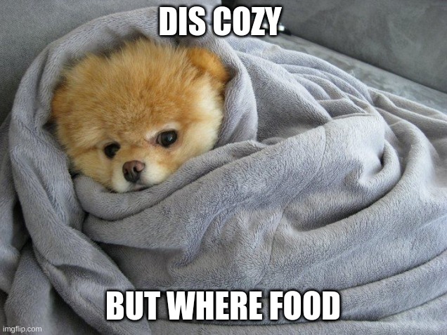 Bundled up Doggo | DIS COZY; BUT WHERE FOOD | image tagged in bundled up doggo | made w/ Imgflip meme maker