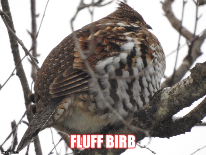 Aww fluffy | FLUFF BIRB | image tagged in oooooop,fluff birb | made w/ Imgflip meme maker