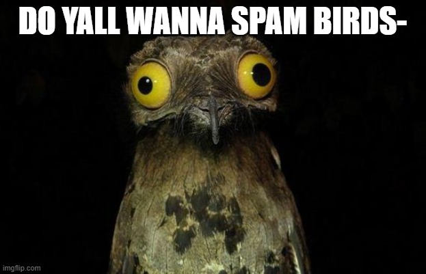 XD | DO YALL WANNA SPAM BIRDS- | image tagged in memes,weird stuff i do potoo | made w/ Imgflip meme maker