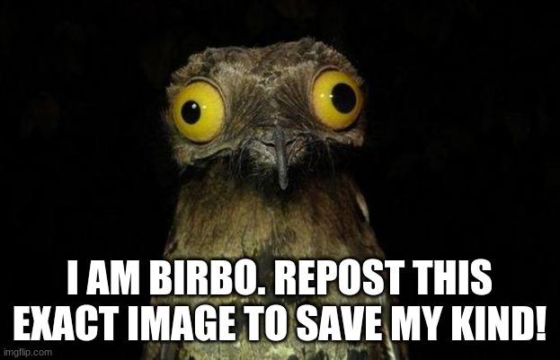 trend | I AM BIRBO. REPOST THIS EXACT IMAGE TO SAVE MY KIND! | image tagged in memes,weird stuff i do potoo | made w/ Imgflip meme maker