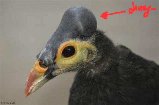 XD | made w/ Imgflip meme maker