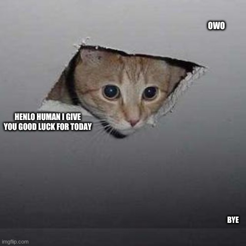 OWO | OWO; HENLO HUMAN I GIVE YOU GOOD LUCK FOR TODAY; BYE | image tagged in memes,ceiling cat | made w/ Imgflip meme maker