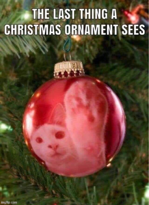 image tagged in cats | made w/ Imgflip meme maker