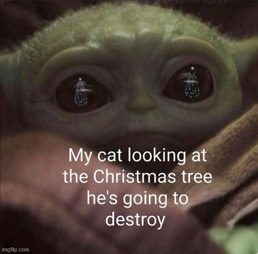 image tagged in cats | made w/ Imgflip meme maker