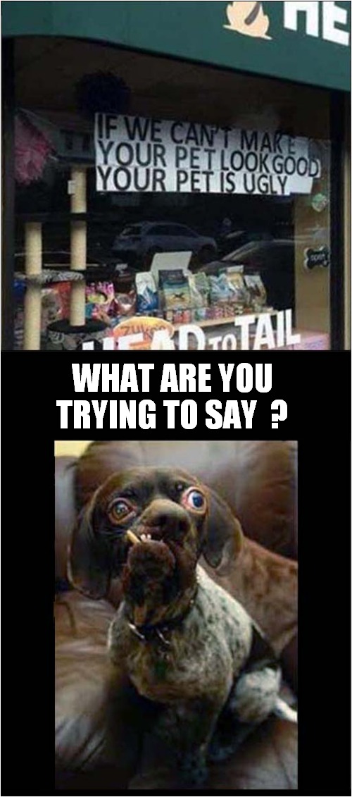Pet Shop Gives Harsh Reality Check ! | WHAT ARE YOU TRYING TO SAY  ? | image tagged in dogs,petshop,ugly,frontpage | made w/ Imgflip meme maker