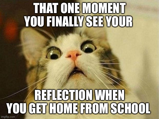Scared Cat Meme | THAT ONE MOMENT YOU FINALLY SEE YOUR; REFLECTION WHEN YOU GET HOME FROM SCHOOL | image tagged in memes,scared cat | made w/ Imgflip meme maker
