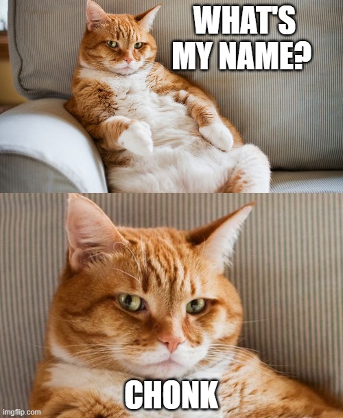 Chonk | WHAT'S MY NAME? CHONK | image tagged in cats,fat,funny,memes | made w/ Imgflip meme maker
