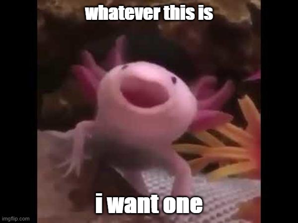 i want pls |  whatever this is; i want one | image tagged in apple_soup,cute,sea | made w/ Imgflip meme maker