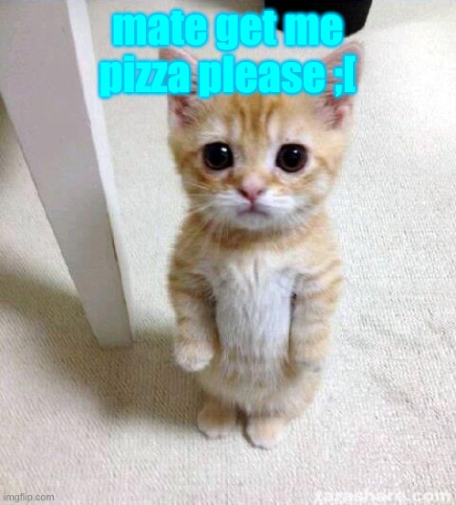 sad cat :( | mate get me pizza please ;[ | image tagged in memes,cute cat,cat,cats,cats cute,cute cats | made w/ Imgflip meme maker