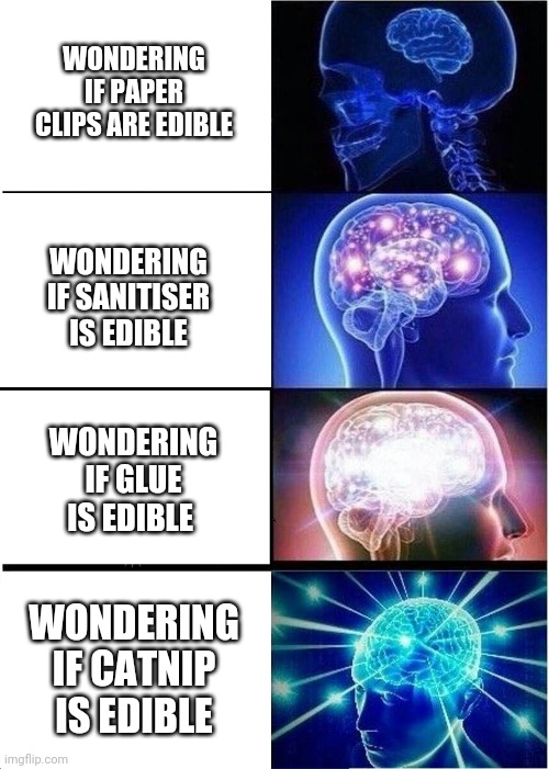 me after lockdown | WONDERING IF PAPER CLIPS ARE EDIBLE; WONDERING IF SANITISER IS EDIBLE; WONDERING IF GLUE IS EDIBLE; WONDERING IF CATNIP IS EDIBLE | image tagged in memes,expanding brain | made w/ Imgflip meme maker