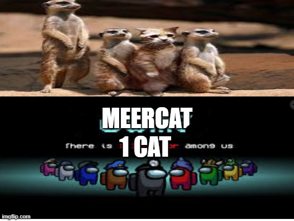 there is one cat among us | MEERCAT; 1 CAT | image tagged in funny | made w/ Imgflip meme maker