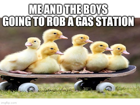 ME AND THE BOYS GOING TO ROB A GAS STATION | image tagged in duck | made w/ Imgflip meme maker