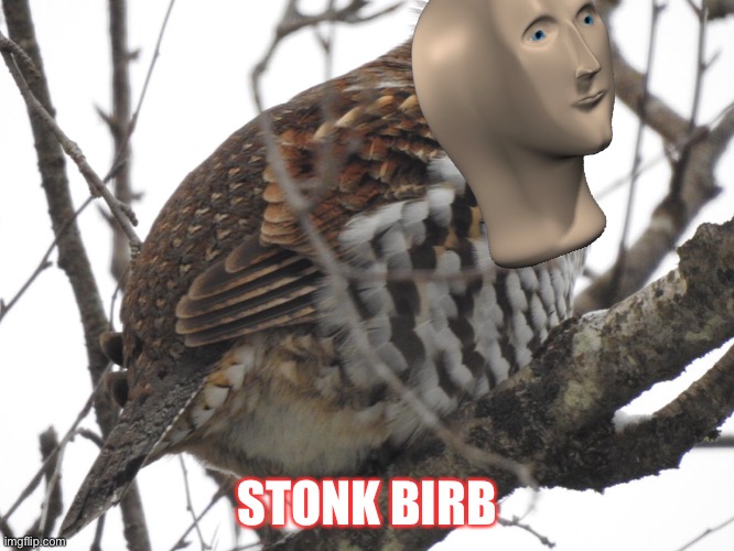 StOnK bIrB | STONK BIRB | image tagged in lol,oop,he is cute right | made w/ Imgflip meme maker