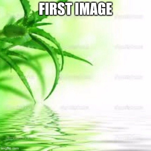 Aloe vera | FIRST IMAGE | image tagged in aloe vera | made w/ Imgflip meme maker