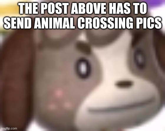 dew it | THE POST ABOVE HAS TO SEND ANIMAL CROSSING PICS | image tagged in digby wtf | made w/ Imgflip meme maker