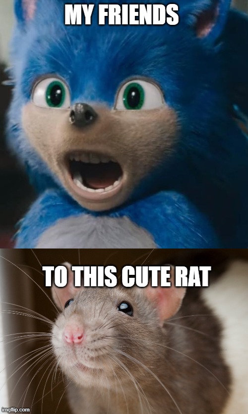 funny | MY FRIENDS; TO THIS CUTE RAT | image tagged in why is the fbi here | made w/ Imgflip meme maker