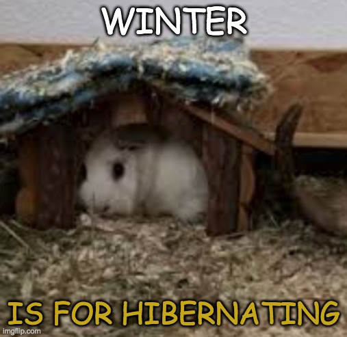 See you when the lettuce sprouts | WINTER; IS FOR HIBERNATING | image tagged in winter,cute,guinea pig,sleep | made w/ Imgflip meme maker