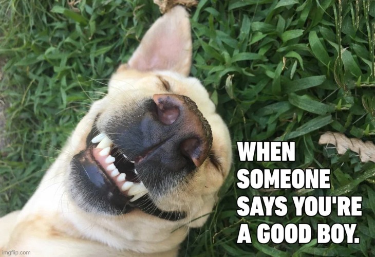 Whos a good boy? | image tagged in memes,funny,dogs,pandaboyplaysyt | made w/ Imgflip meme maker