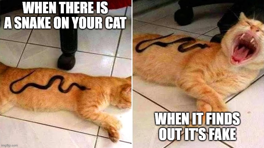 fake snake | WHEN THERE IS A SNAKE ON YOUR CAT; WHEN IT FINDS OUT IT'S FAKE | image tagged in cats | made w/ Imgflip meme maker