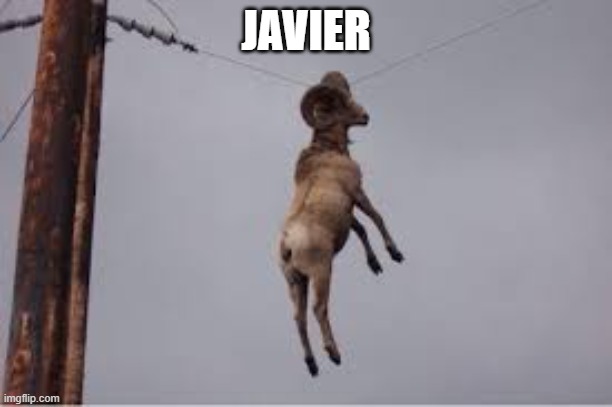 Javier | JAVIER | image tagged in goat | made w/ Imgflip meme maker