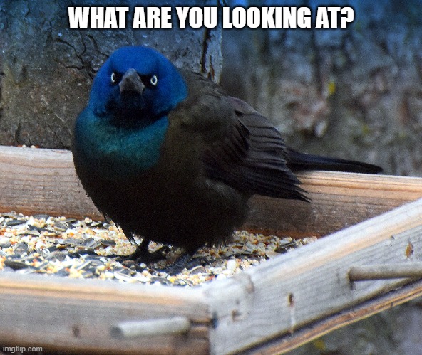 grackle | WHAT ARE YOU LOOKING AT? | image tagged in grackle,bird | made w/ Imgflip meme maker