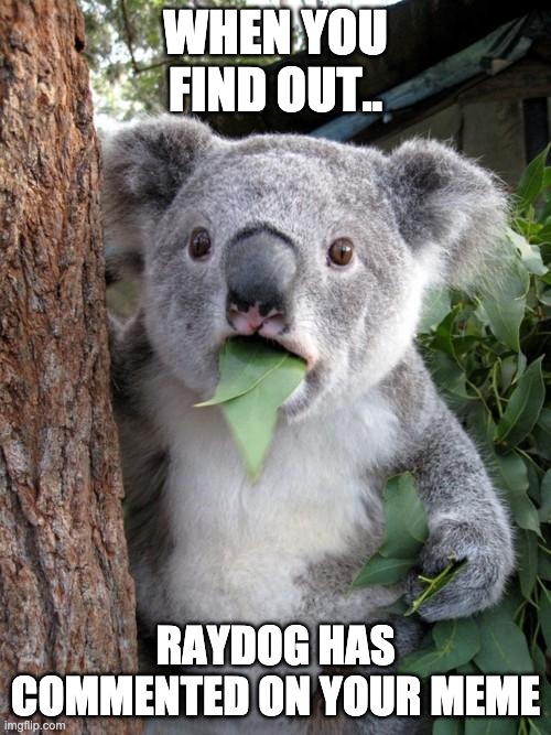 Surprised Koala | WHEN YOU FIND OUT.. RAYDOG HAS COMMENTED ON YOUR MEME | image tagged in memes,surprised koala | made w/ Imgflip meme maker