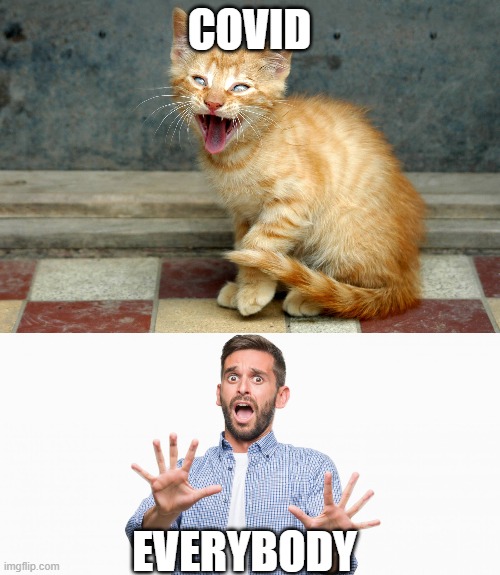 Afraid of covid | COVID; EVERYBODY | image tagged in grumpy cat | made w/ Imgflip meme maker