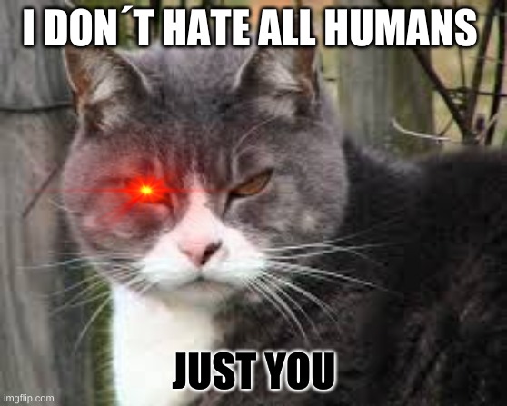 grumpy cat´s brother | I DON´T HATE ALL HUMANS; JUST YOU | image tagged in mean cat hmmm | made w/ Imgflip meme maker