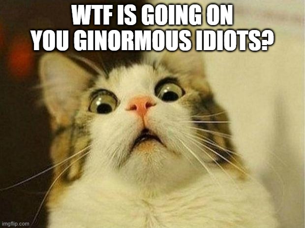 im scared for my life...wtf is going on here | WTF IS GOING ON YOU GINORMOUS IDIOTS? | image tagged in memes,scared cat | made w/ Imgflip meme maker