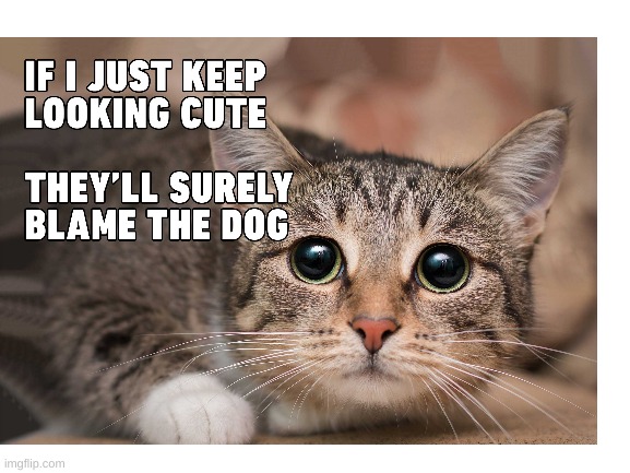 image tagged in cats,cuteness,blame the dog | made w/ Imgflip meme maker