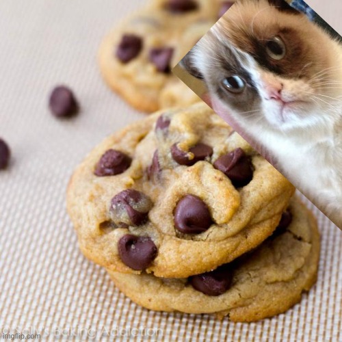 yum cookie cat | image tagged in punny cookies | made w/ Imgflip meme maker