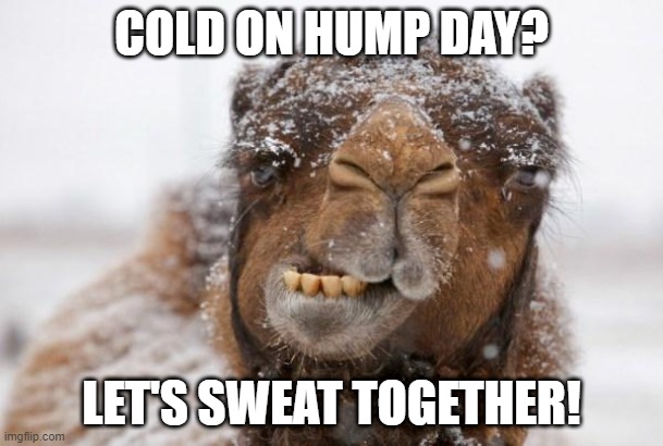 sweat camel | COLD ON HUMP DAY? LET'S SWEAT TOGETHER! | image tagged in freezing hump day camel | made w/ Imgflip meme maker