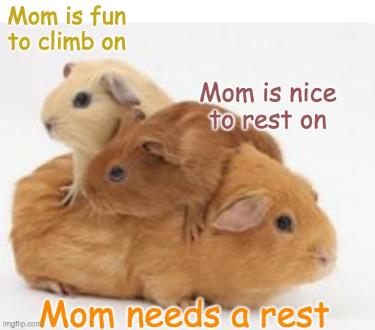 Parenthood | Mom is fun to climb on; Mom is nice to rest on; Mom needs a rest | image tagged in guinea pig,cute,parenting | made w/ Imgflip meme maker