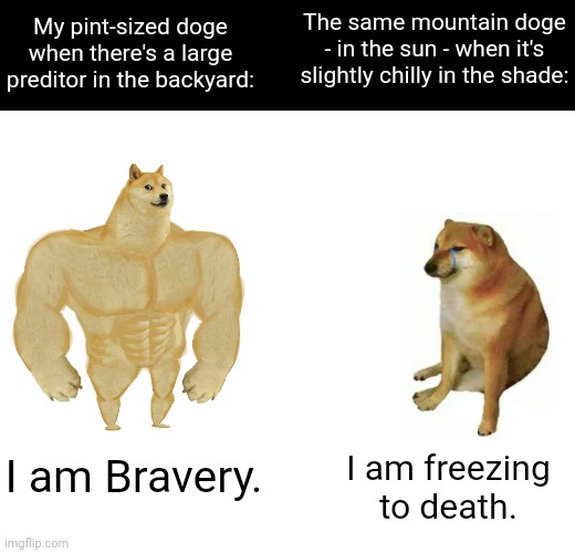 Some Mountain Doge you are... | The same mountain doge - in the sun - when it's slightly chilly in the shade:; My pint-sized doge when there's a large preditor in the backyard:; I am Bravery. I am freezing to death. | image tagged in memes,buff doge vs cheems | made w/ Imgflip meme maker