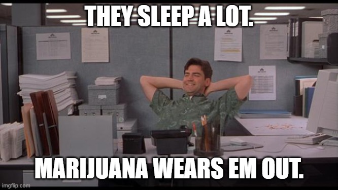 Office Lazy | THEY SLEEP A LOT. MARIJUANA WEARS EM OUT. | image tagged in office lazy | made w/ Imgflip meme maker