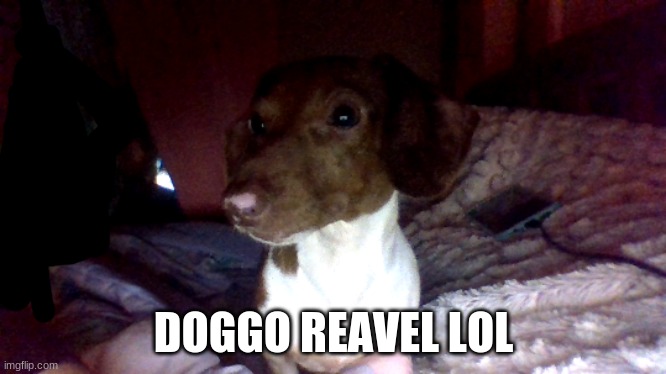 her name is ray | DOGGO REAVEL LOL | made w/ Imgflip meme maker