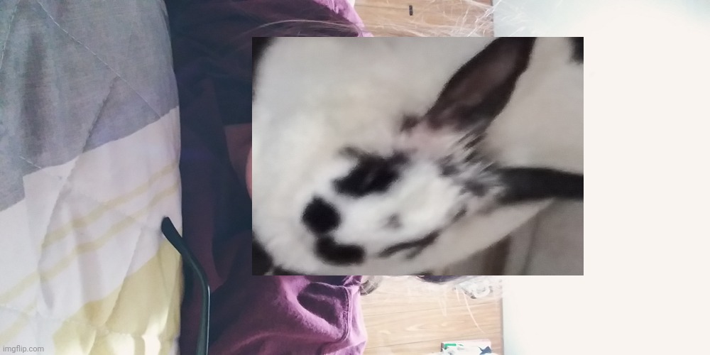 Did a face reveal. But then covered it with my rabbit | image tagged in rabbits,face reveal,lol,weird | made w/ Imgflip meme maker