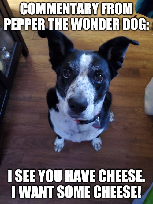 Pepper | COMMENTARY FROM PEPPER THE WONDER DOG:; I SEE YOU HAVE CHEESE.

I WANT SOME CHEESE! | image tagged in dogs | made w/ Imgflip meme maker