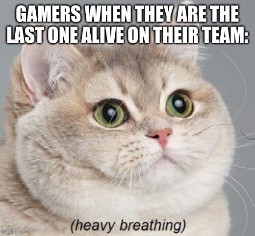 Hwisndbdudo | GAMERS WHEN THEY ARE THE LAST ONE ALIVE ON THEIR TEAM: | image tagged in memes,heavy breathing cat,gamers | made w/ Imgflip meme maker