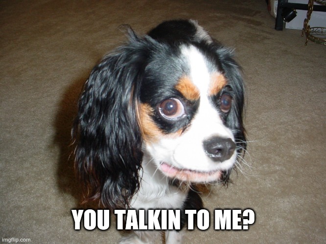 What? | YOU TALKIN TO ME? | image tagged in talking to me | made w/ Imgflip meme maker