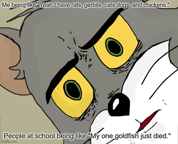 Unsettled Tom Meme | Me being like "Yeah I have rats, gerbils, cats dogs, and chickens."; People at school being like "My one goldfish just died." | image tagged in memes,unsettled tom | made w/ Imgflip meme maker