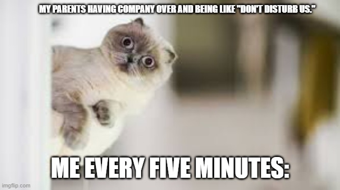 Cat disturbs | MY PARENTS HAVING COMPANY OVER AND BEING LIKE "DON'T DISTURB US."; ME EVERY FIVE MINUTES: | image tagged in funny cat memes | made w/ Imgflip meme maker
