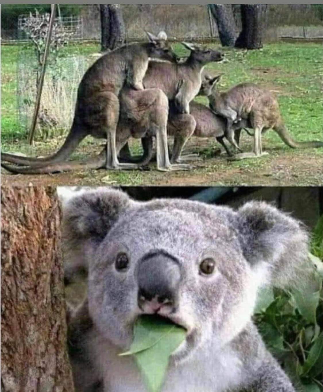 Koala Kangaroo Gangbang Blank Meme Template