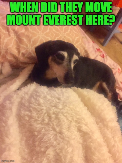 dachshund meme | WHEN DID THEY MOVE MOUNT EVEREST HERE? | image tagged in dachshund | made w/ Imgflip meme maker